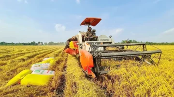 تحديات مزدوجة تهدد استقرار قطاع الأرز وتثير مخاوف المنتجين في الأسواق العالمية